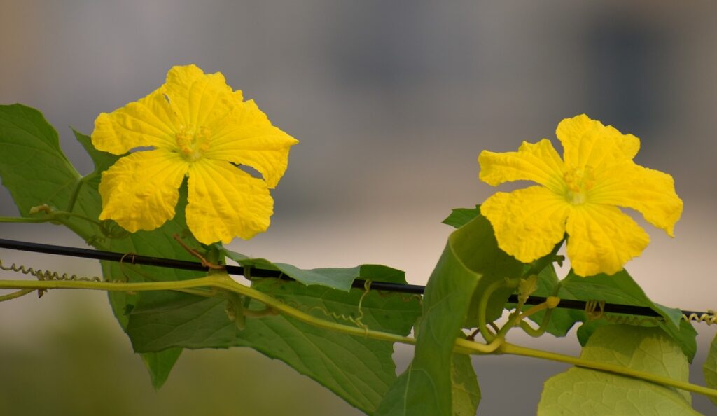 ridge gourd flowers